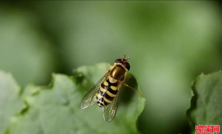 香菇青菜荠菜豆腐素包子 纯素早餐