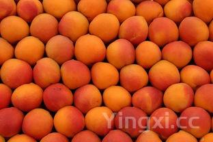 红腰豆的功效与作用图片,红腰豆的功效与作用