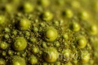 去火解毒的绿豆汤做法，去火解毒的绿豆汤做法大全