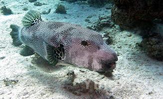 十大最便宜深海鱼,十大最便宜深海鱼图片