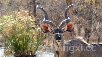炸酱面的做法窍门,炸酱面做法步骤