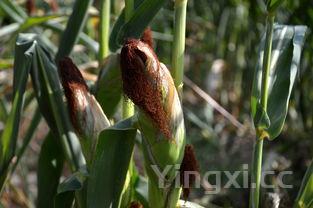 荠菜有什么功效和禁忌,荠菜有什么功效