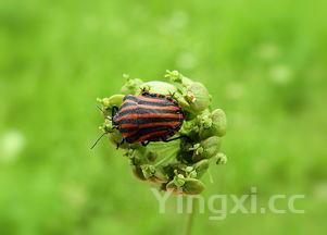 毛铺白酒口感如何?领略独特风味,探寻其中奥秘