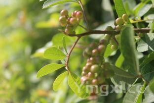 微波炉食谱大全,微波炉食谱大全图解