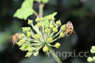 饺子馅怎么做才能鲜嫩多汁,饺子馅怎样做才好