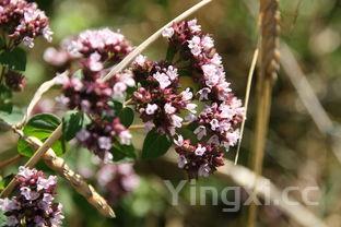 喝高度白酒是啥感觉？辛辣刺激上头，还是另有别样体验？