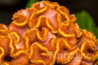 特色菜，特色菜图片