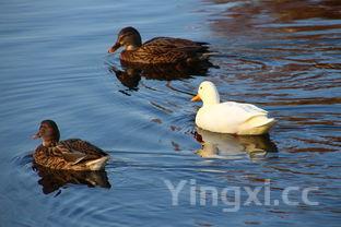 鲶鱼与塘鲺区别图片,塘鲺和鲶鱼的区别