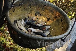 清炖鲤鱼方法,清炖鲤鱼的做法清汤