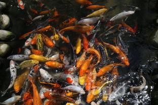 家常鲤鱼的做法大全，鲤鱼的100种做法大全