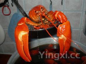 小龙虾怎么吃的方法，小龙虾怎么吃正确方法