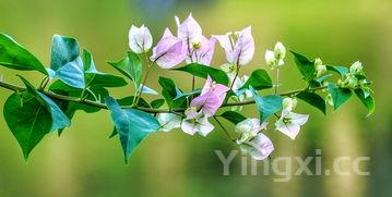 鱿鱼仔,鱿鱼仔图片