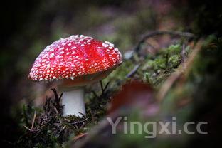 蘑菇炒肉片,香菇蘑菇炒肉片