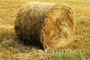 黄豆烧猪蹄的功效与作用,黄豆烧猪蹄的家常做法