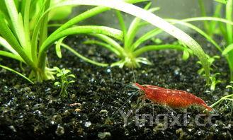 淡水白鲳鱼的做法,淡水白鲳鱼如何饲养