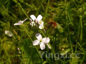最真材实料的白酒是什么?探寻白酒品质背后的纯粹真相