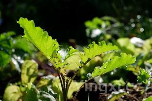 一些普通广东菜做法广东菜图片