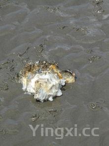 五仁月饼的做法,无糖五仁月饼图片