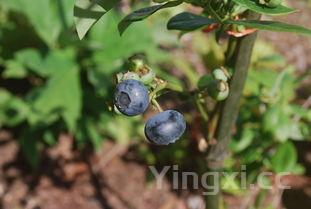 鱼子酱的正确吃法视频,鱼子酱的正确吃法