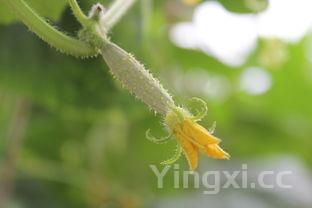 腌制小黄瓜扭又脆又绿不放酱油,腌制小黄瓜扭又脆又绿