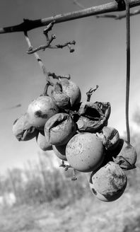 酸豆角怎么腌,酸豆角的做法大全