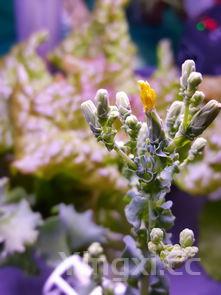 啤酒鸭做法啤酒鸭的做法视频教程大全