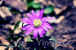 白酒能泡开黄豆吗？探究这一独特现象背后的真相