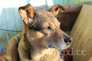 八宝粥的价值，八宝粥真实