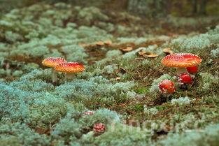 高压锅炖大骨头多长时间，高压锅炖大骨头多长时间熟