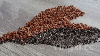 丝瓜是什么?,这样的丝瓜比砒霜还毒