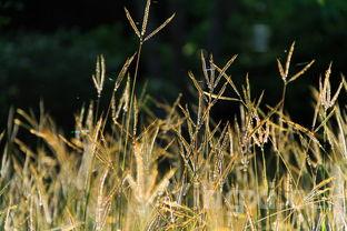 简单易学的花样摆盘，花样摆盘做法