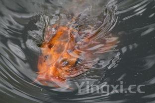 清炖鲤鱼方法,清炖鲤鱼的做法清汤