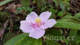 混沌皮面怎么和面好吃,手把手教你包皮薄如纸的馄饨