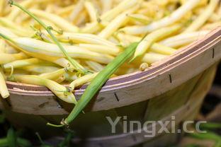 黑鱼酸菜鱼，黑鱼酸菜鱼的家常做法