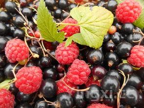 红薯是甲状腺结节的发物，为何红薯叶尽量少吃或不吃