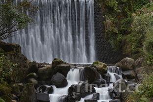 西风是烧酒还是白酒?探究这一酒类身份之谜