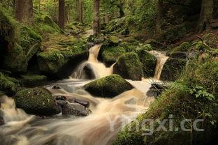 毛血旺的家常做法,家庭毛血旺的家常做法