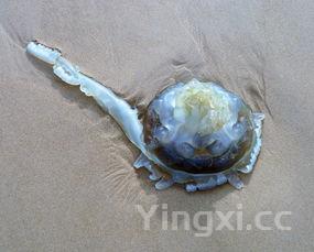 包粽子的做法大全，包粽子的做法慢动作