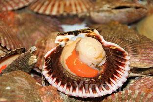 蒜蓉粉丝扇贝的调料怎么做，家庭版蒜蓉粉丝扇贝