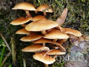 moist特殊含义,mojito有特殊含义吗