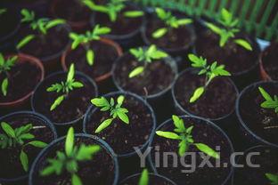 新手怎么学包粽子,学包粽子