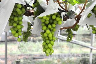 皮冻的熬制方法教程,皮冻皮冻的熬制方法