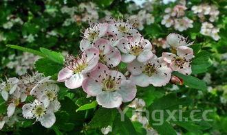 做包子的步骤和食材,做包子的步骤