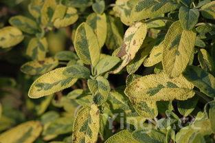 广东菜(广东菜式菜谱大全)