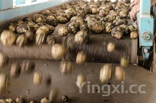 毛血旺正确做法视频，毛血旺做法家常做法材料