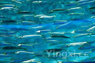 探秘:哪种白酒在未来市场中最具潜力,有望成为畅销爆款?