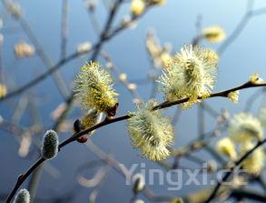槐花怎么做好吃视频教程,槐花怎么做好吃