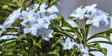 佛手瓜种植时间及技术要点,佛手瓜