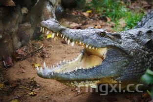 野生海参与养殖海参的五大区别,野生海参跟养殖海参区别