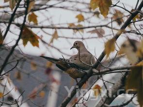 鸽子最佳搭配食物,鸽子搭配什么最营养